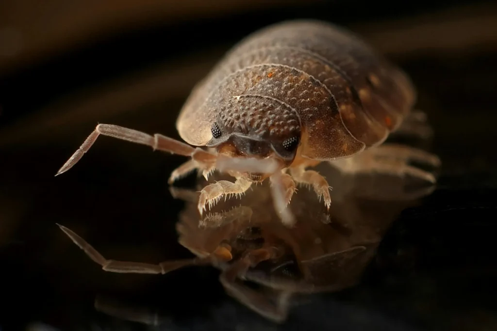 Bed-Bug-Treatment - Lakewood Pest Control Pros | Lakewood, NJ | 908-264-5488